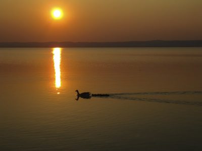 Gans im Sonnenuntergang am Neusiedlersee