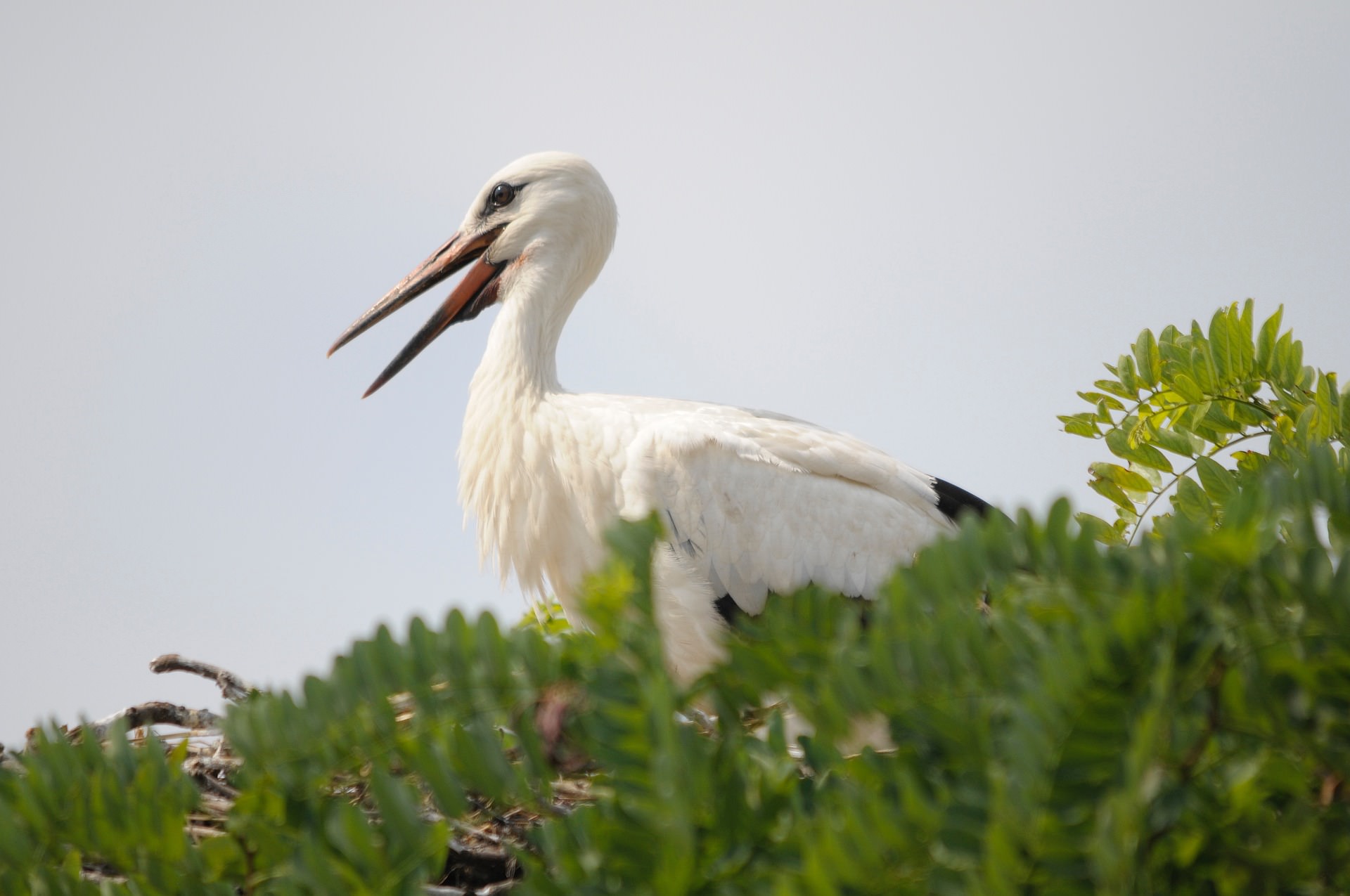 Storch im Nest